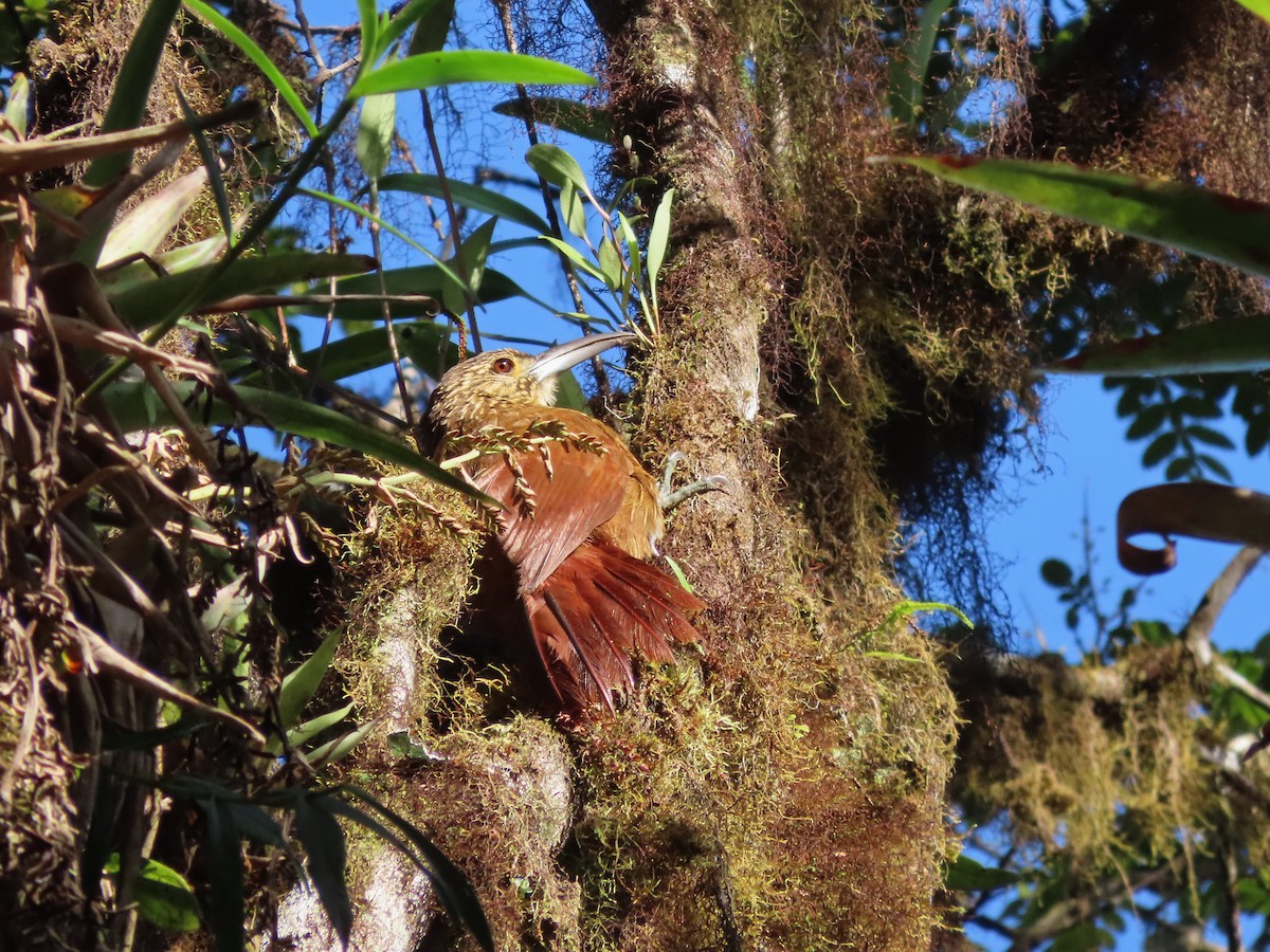 Strong-billed Woodcreeper - ML619540294