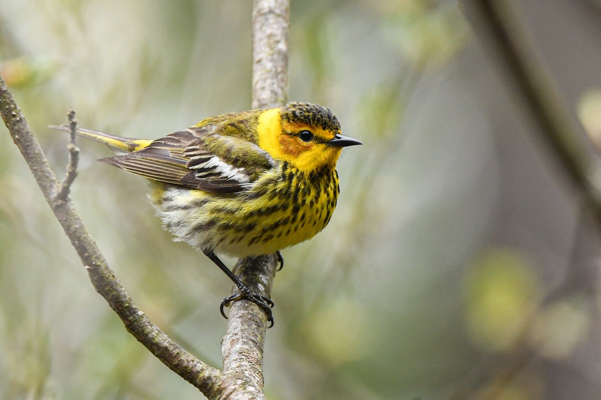 Cape May Warbler - ML619540301