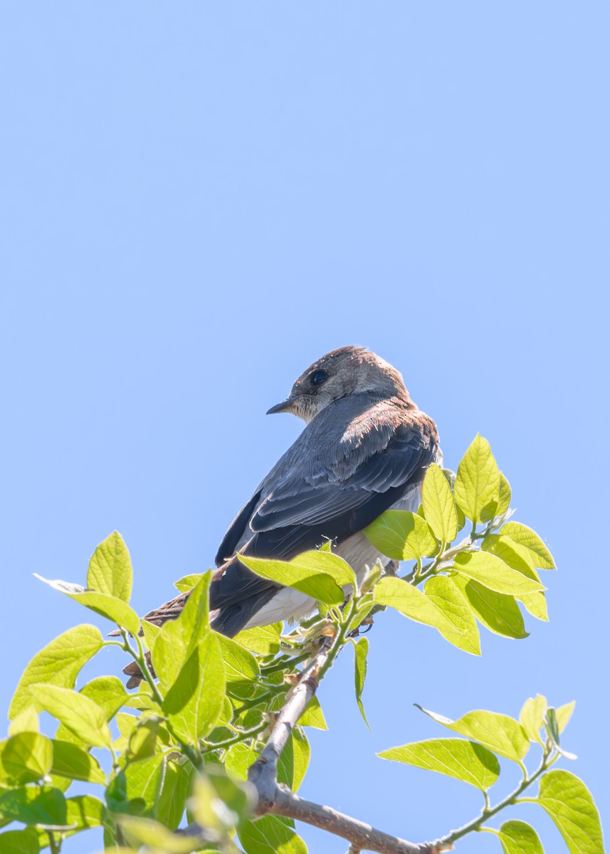 Northern Rough-winged Swallow - ML619540316