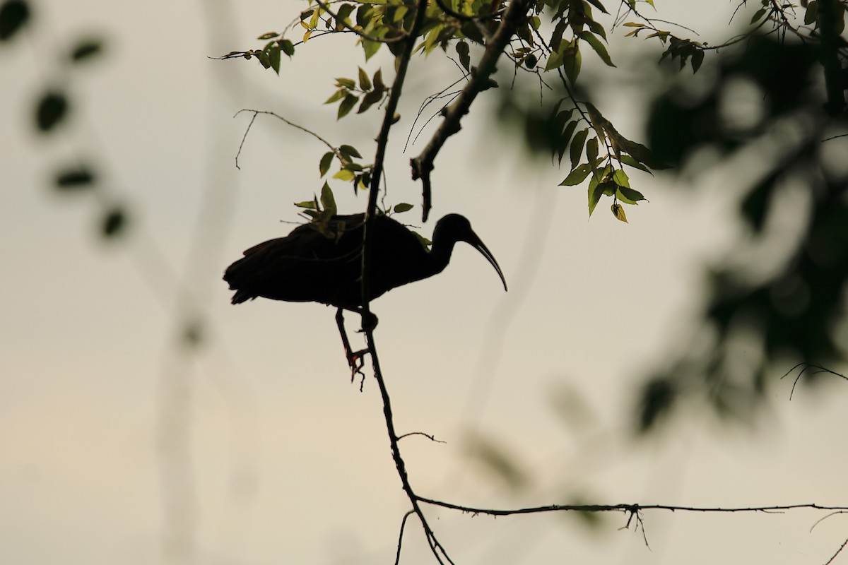 ibis tmavý - ML619540328