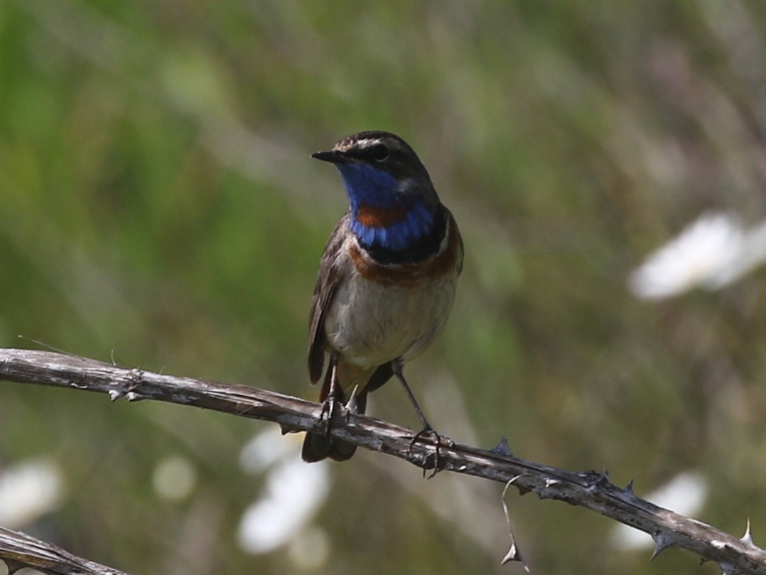 Bluethroat (Red-spotted) - ML619540330