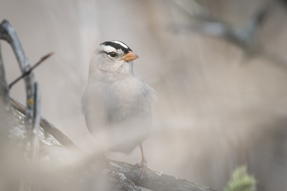 White-crowned Sparrow - ML619540357