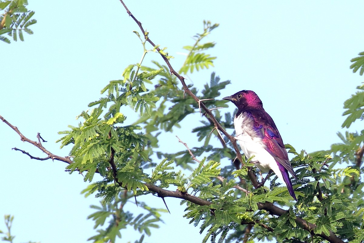 Violet-backed Starling - ML619540362