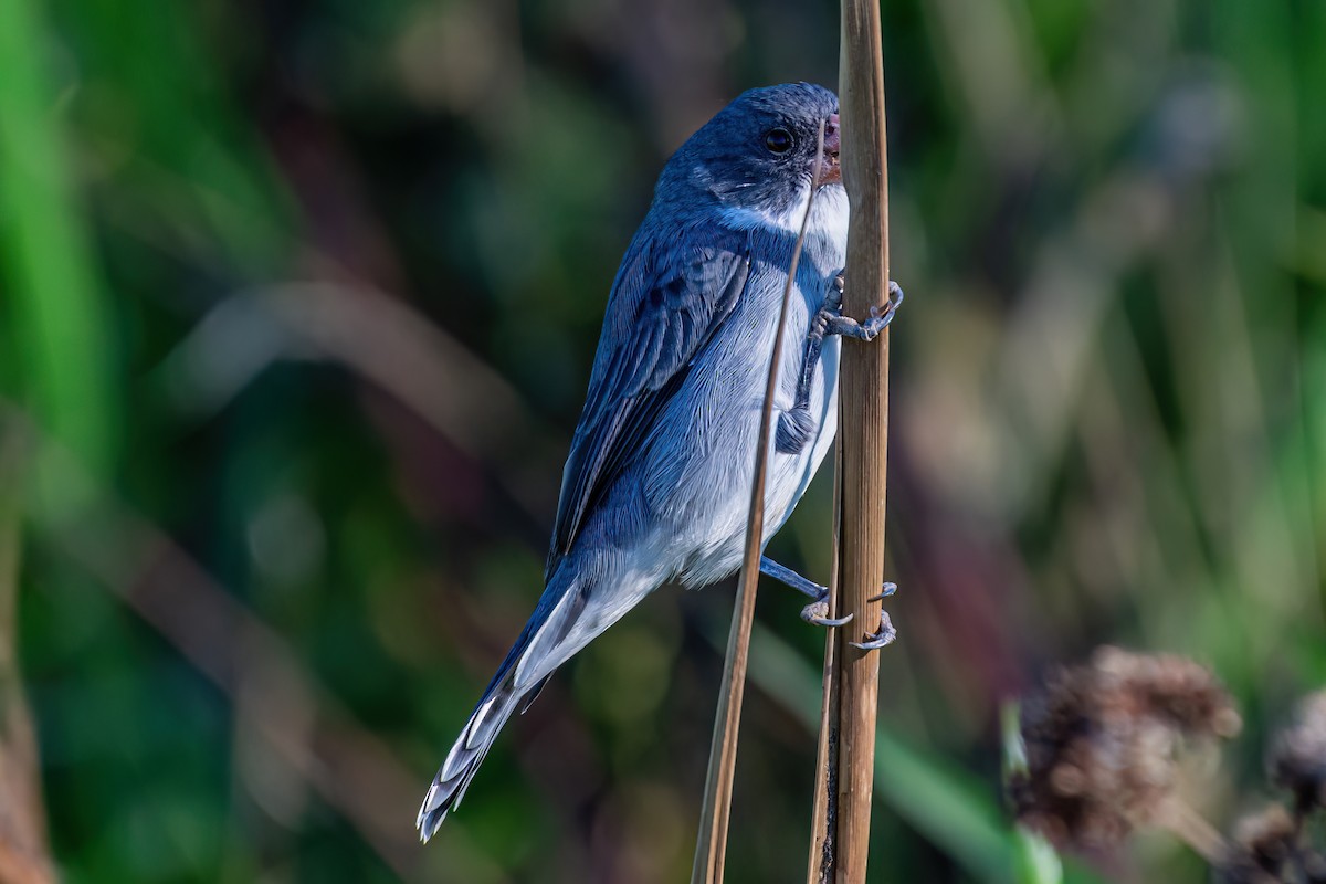 White-bellied Seedeater - ML619540363