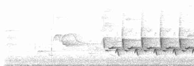 Каролинский крапивник - ML619540382
