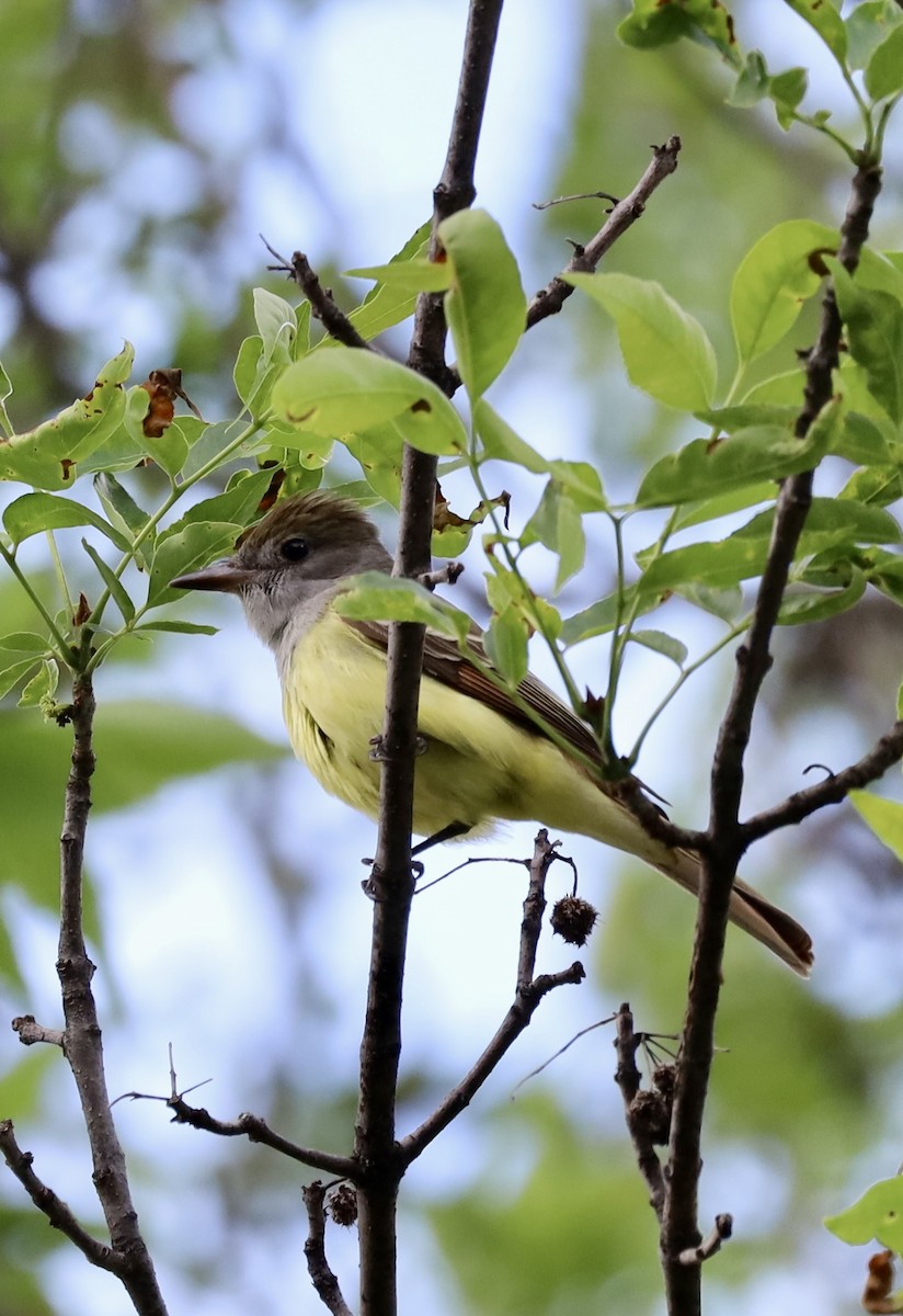 Great Crested Flycatcher - ML619540391