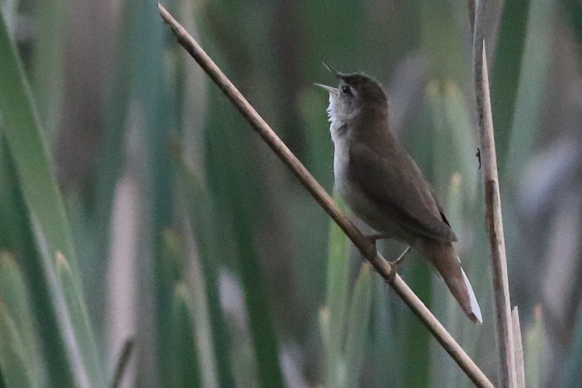 Common Reed Warbler - ML619540419