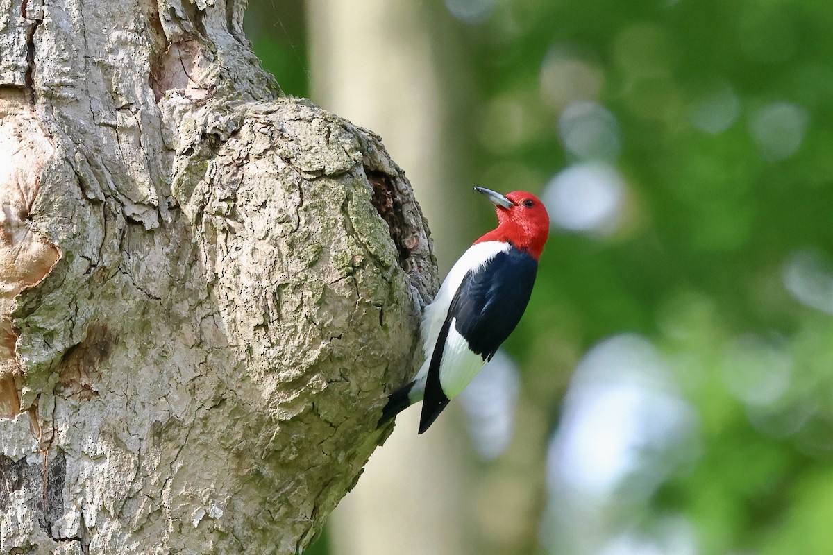 Red-headed Woodpecker - ML619540425