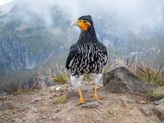  - Carunculated Caracara