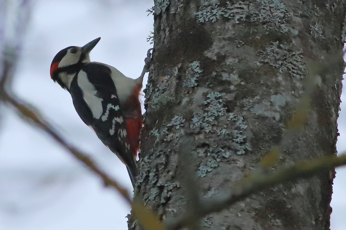 Great Spotted Woodpecker - ML619540437