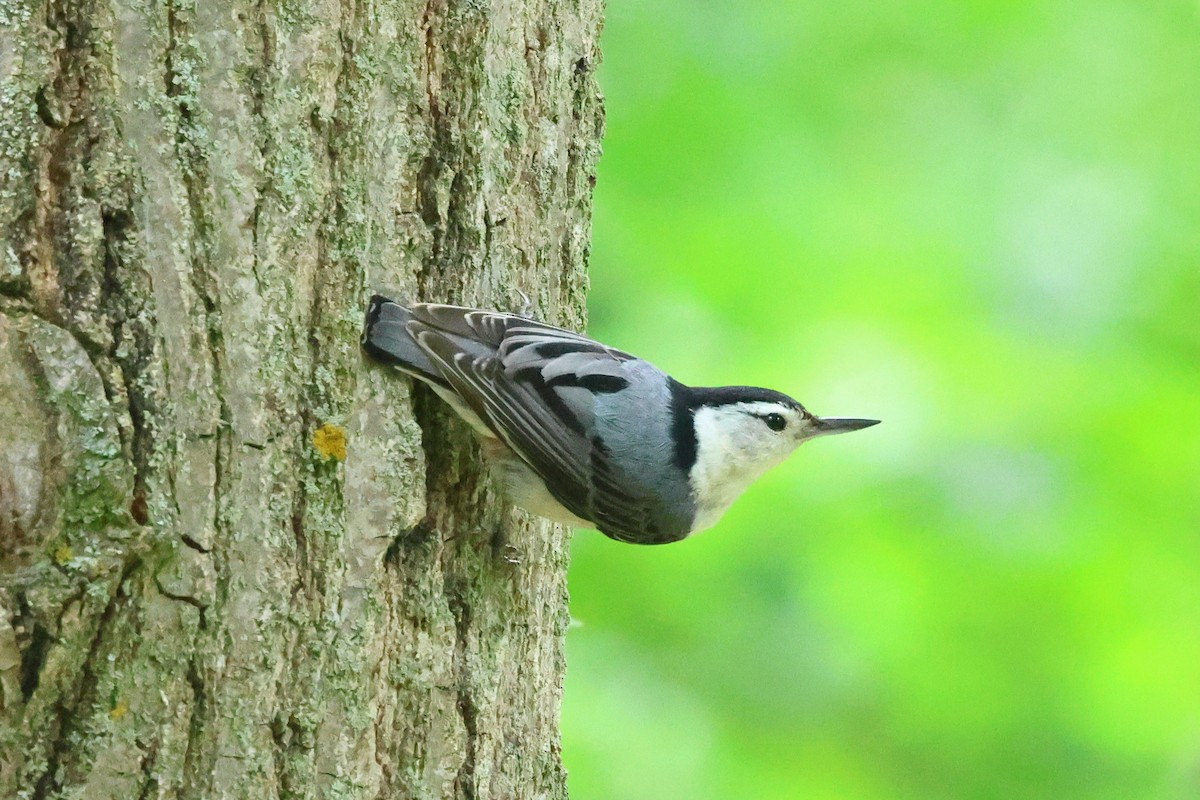 White-breasted Nuthatch - ML619540439