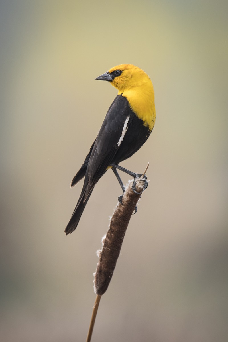 Yellow-headed Blackbird - ML619540469
