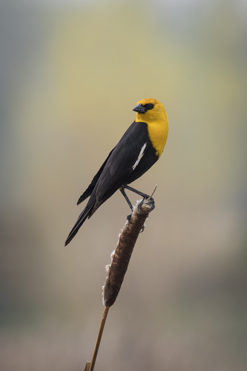 Yellow-headed Blackbird - ML619540470