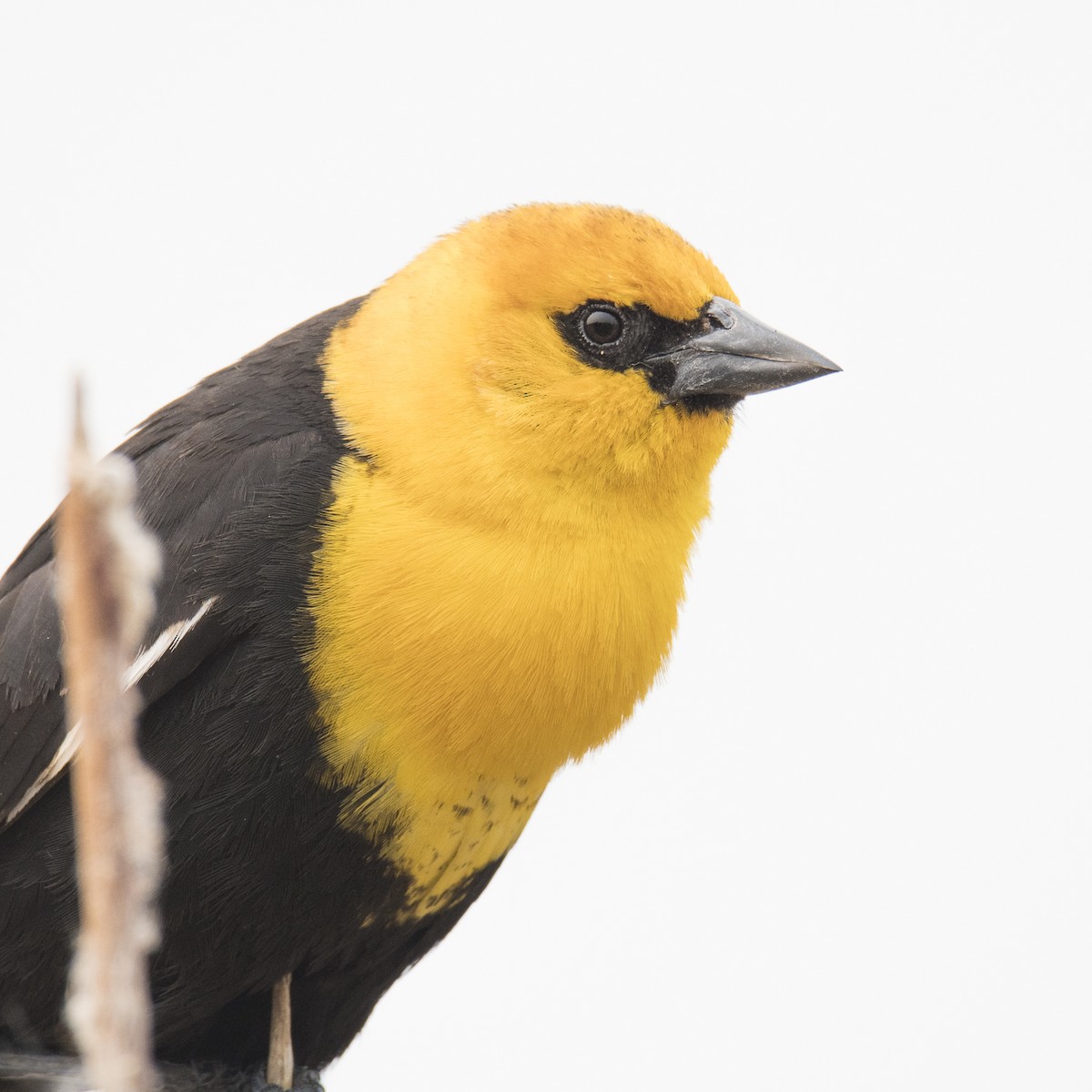 Yellow-headed Blackbird - ML619540471