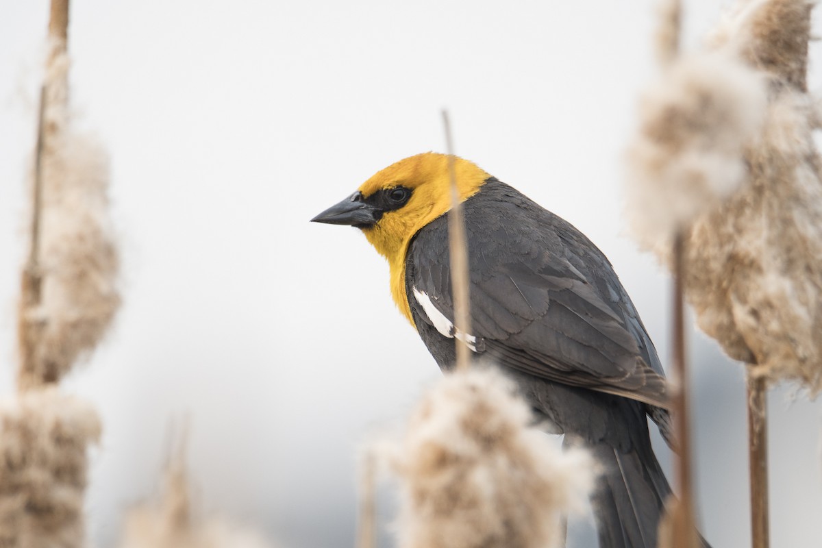 Yellow-headed Blackbird - ML619540472