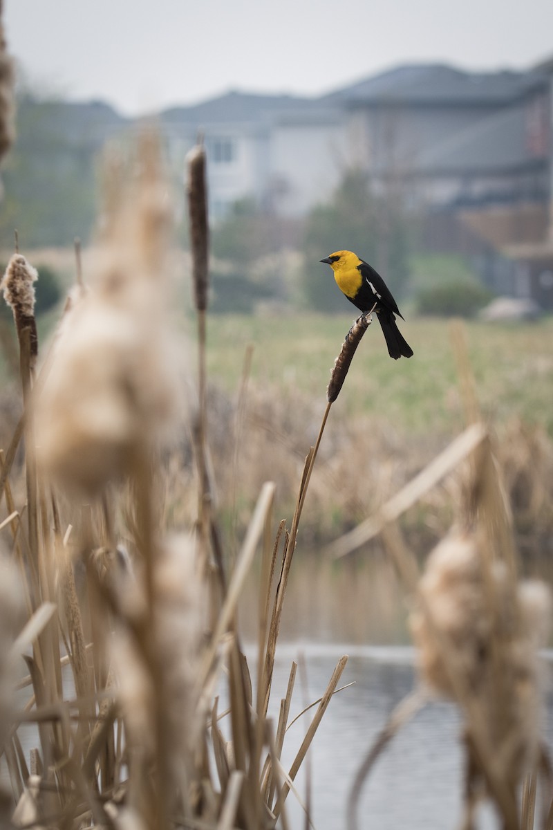 Yellow-headed Blackbird - ML619540473