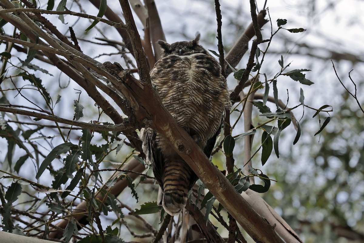 Great Horned Owl - ML619540486