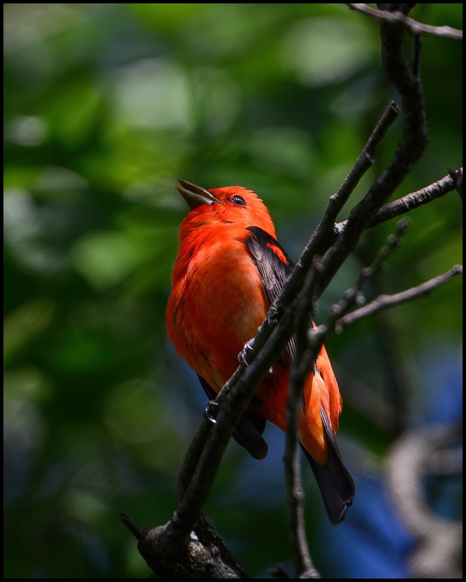 Scarlet Tanager - ML619540507
