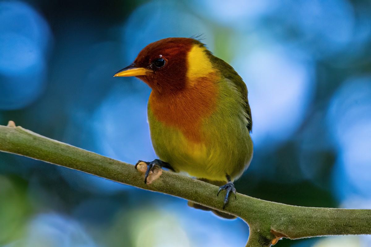 Rufous-headed Tanager - ML619540522