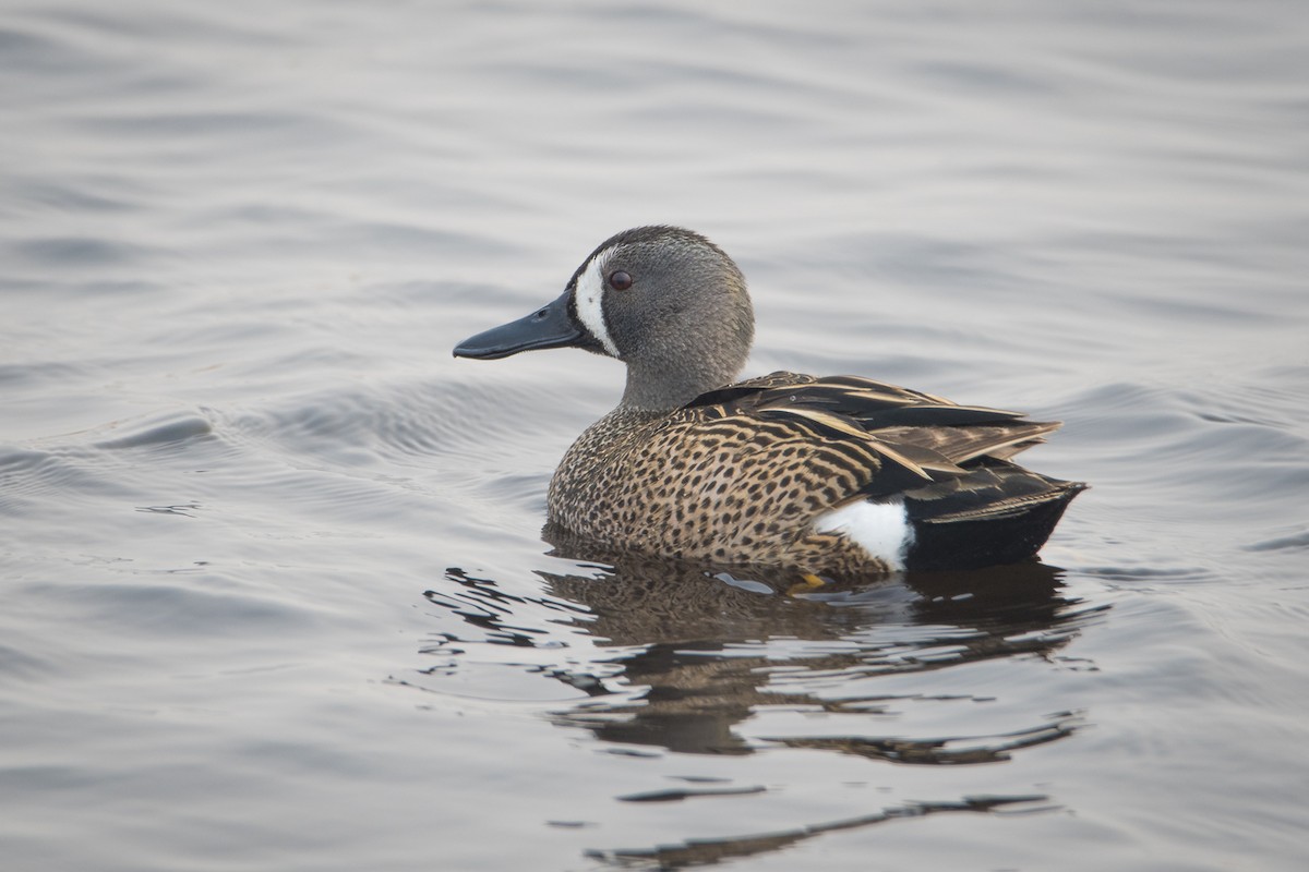 Blue-winged Teal - ML619540556