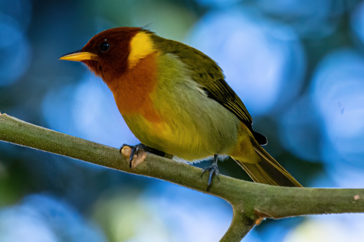 Rufous-headed Tanager - ML619540558