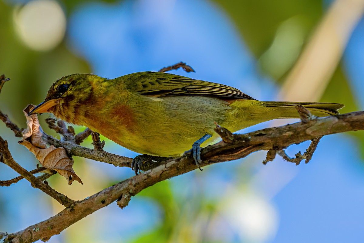 Rufous-headed Tanager - ML619540566