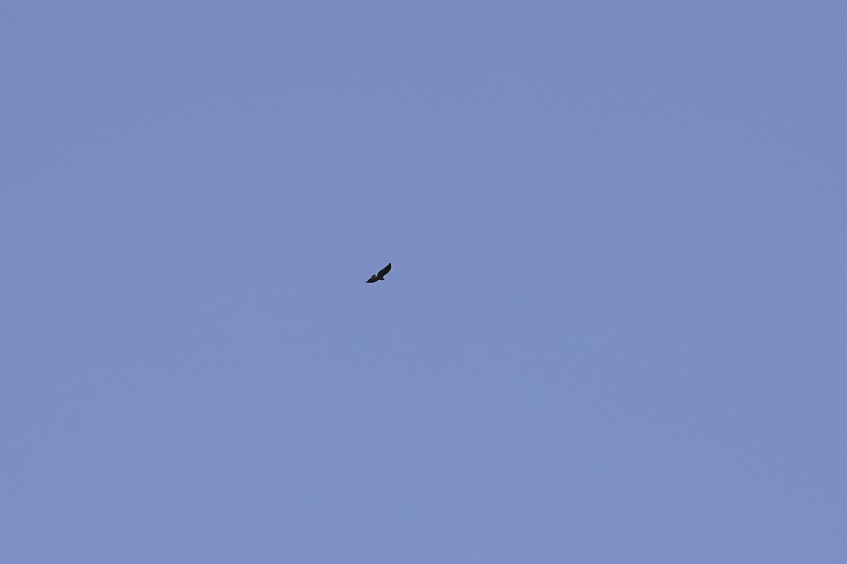 Short-tailed Hawk - ML619540573