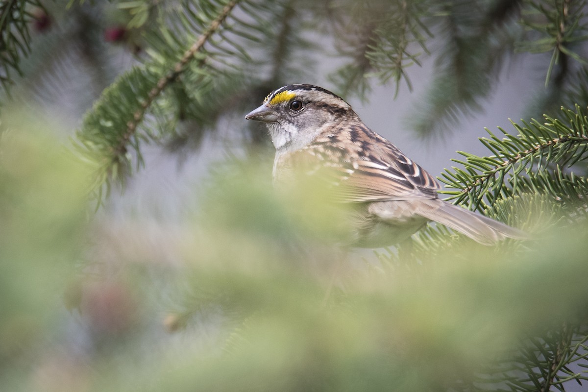 White-throated Sparrow - ML619540583