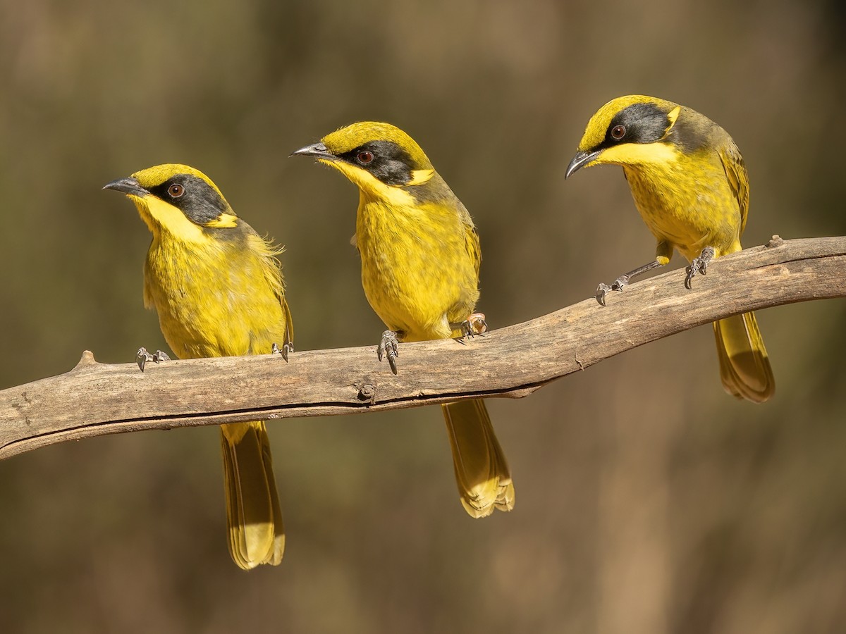 Yellow-tufted Honeyeater - Lichenostomus melanops - Birds of the World