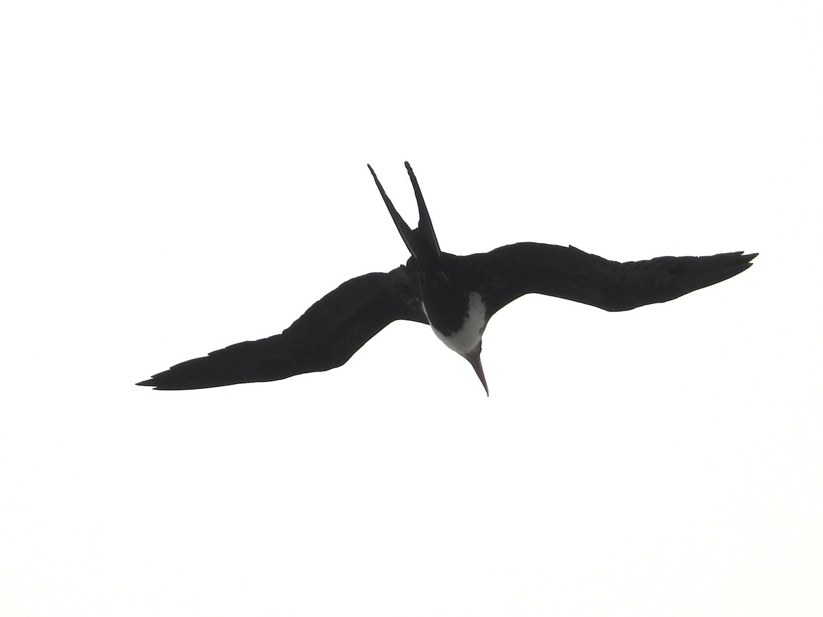 Great Frigatebird - ML619540659