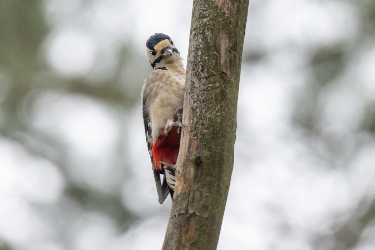 Great Spotted Woodpecker - ML619540686
