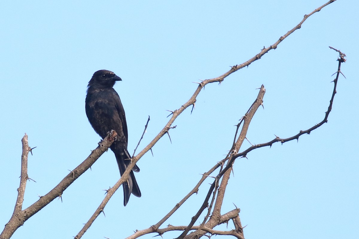 Fork-tailed Drongo - ML619540689