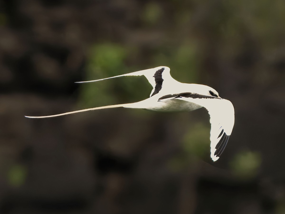 White-tailed Tropicbird - ML619540711