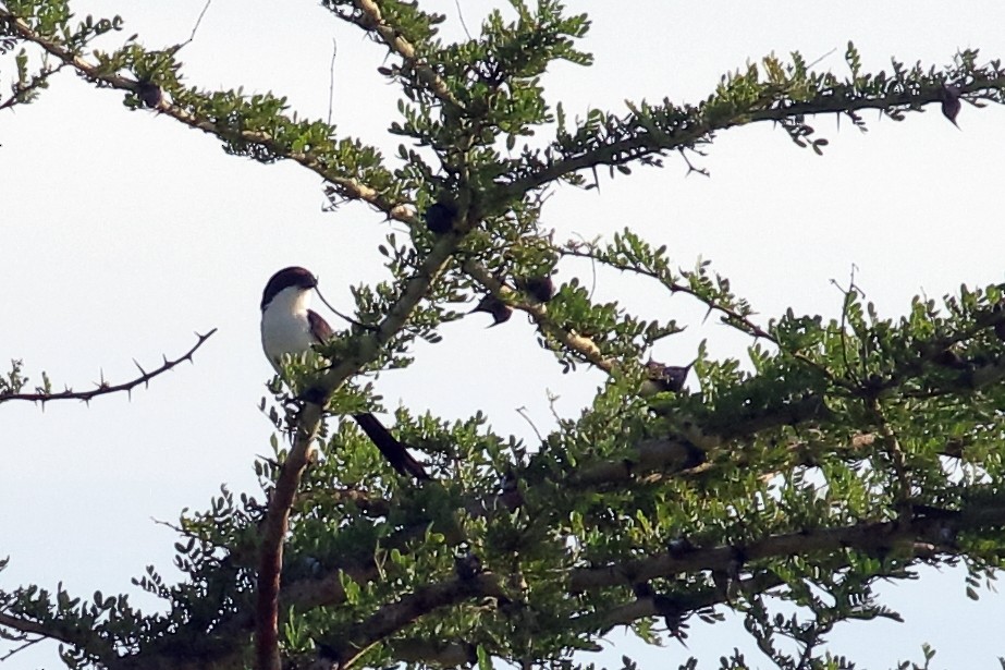 Long-tailed Fiscal - ML619540720