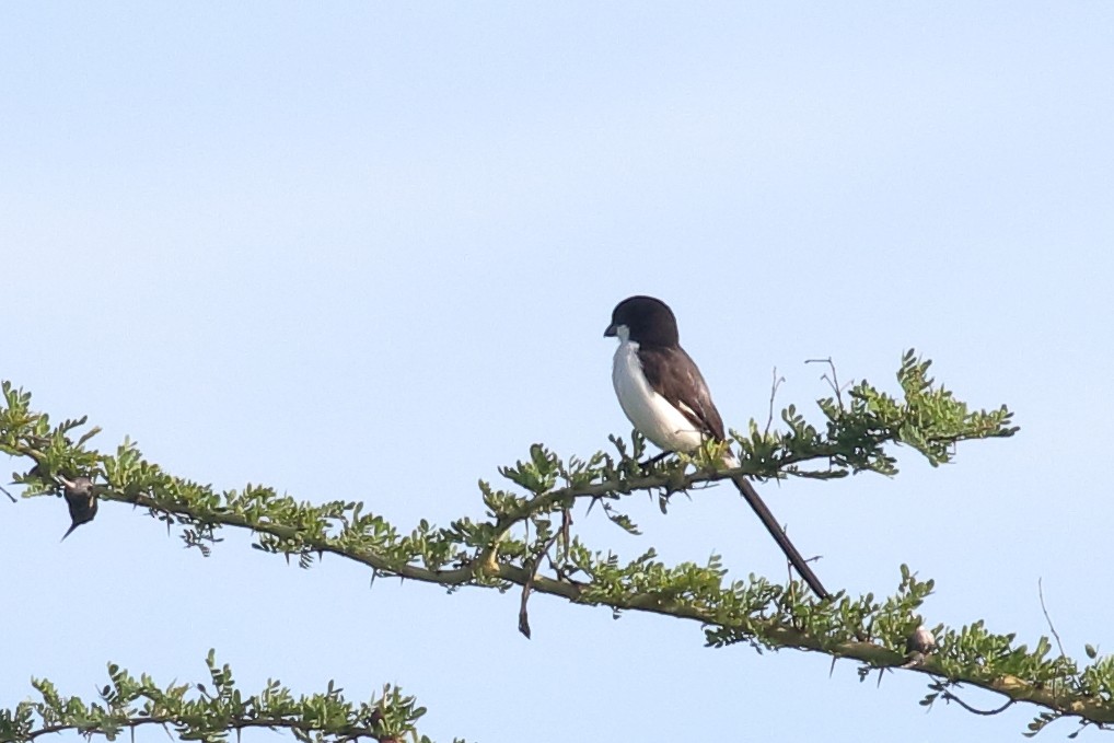 Long-tailed Fiscal - ML619540721
