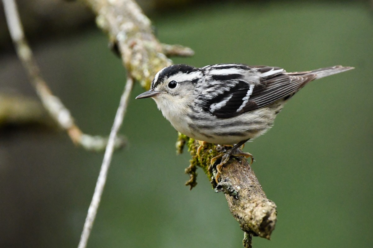 Black-and-white Warbler - ML619540731