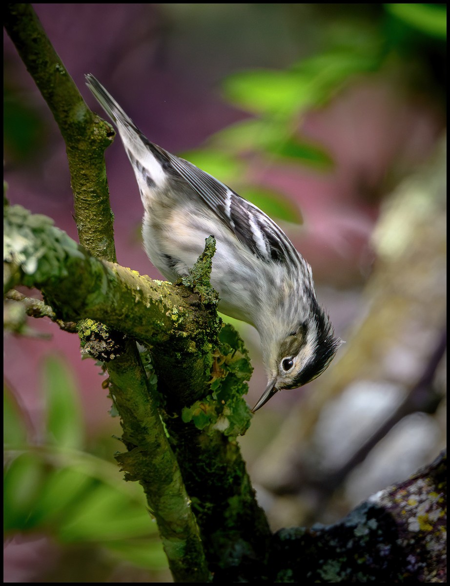 Black-and-white Warbler - ML619540756