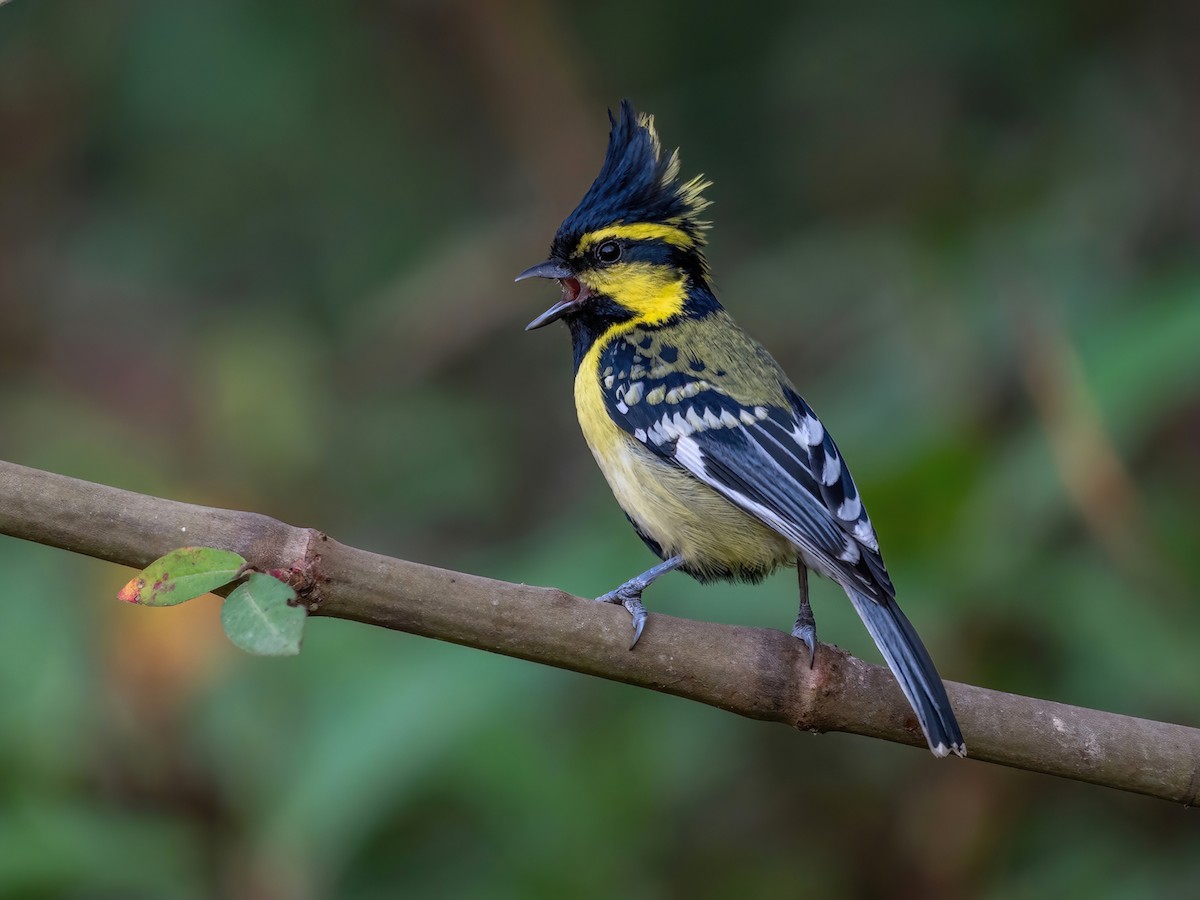 Himalayan Black-lored Tit - Machlolophus xanthogenys - Birds of the World