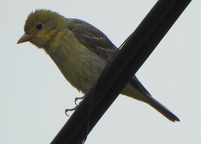 Western Tanager - ML619540801