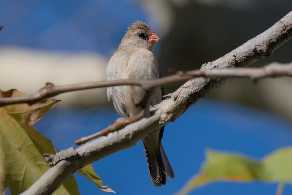 Pin-tailed Whydah - ML619540842