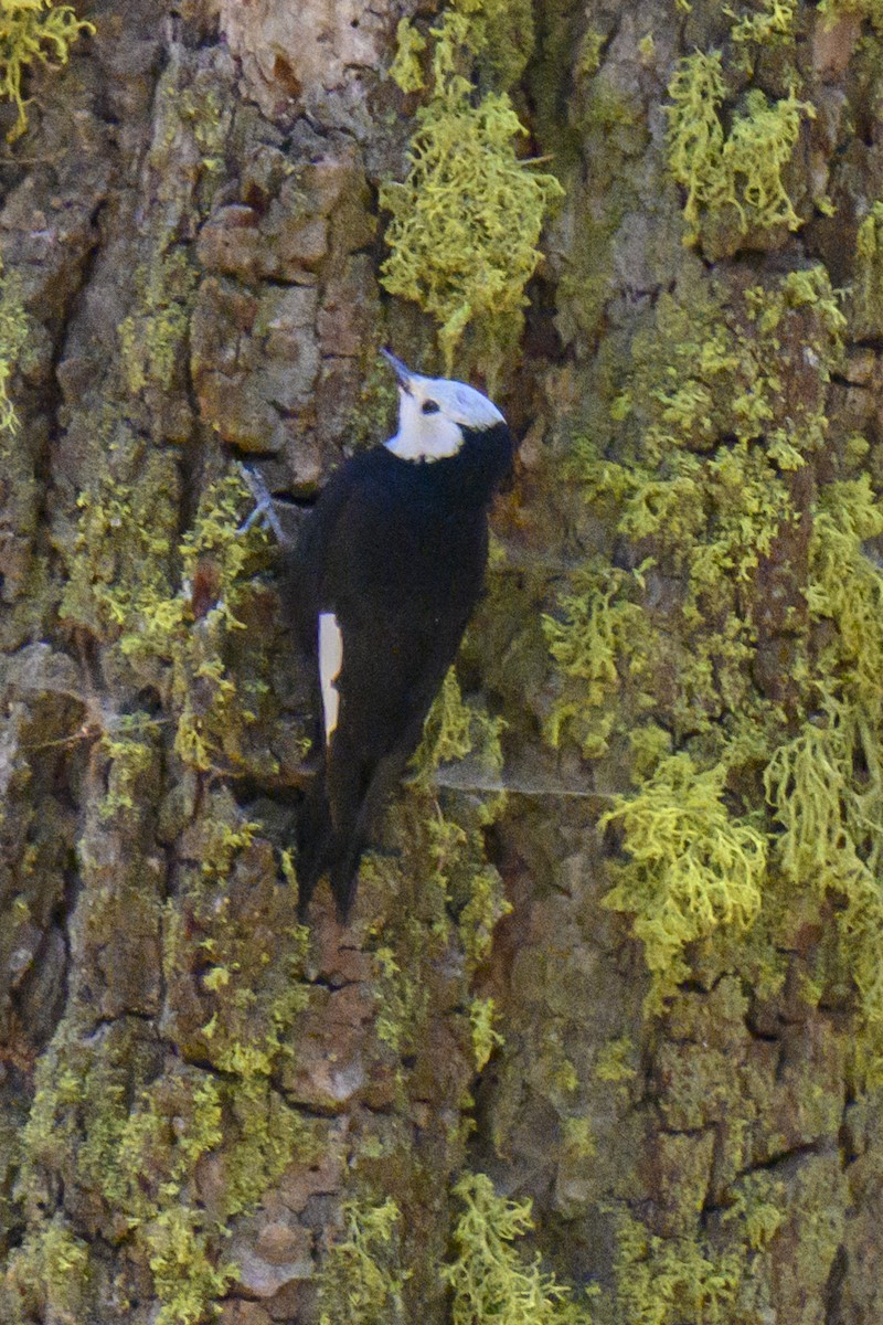 White-headed Woodpecker - ML619540892