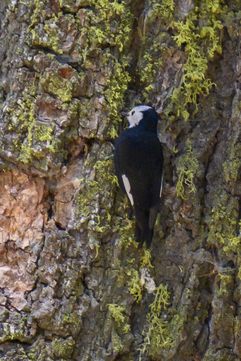White-headed Woodpecker - ML619540893