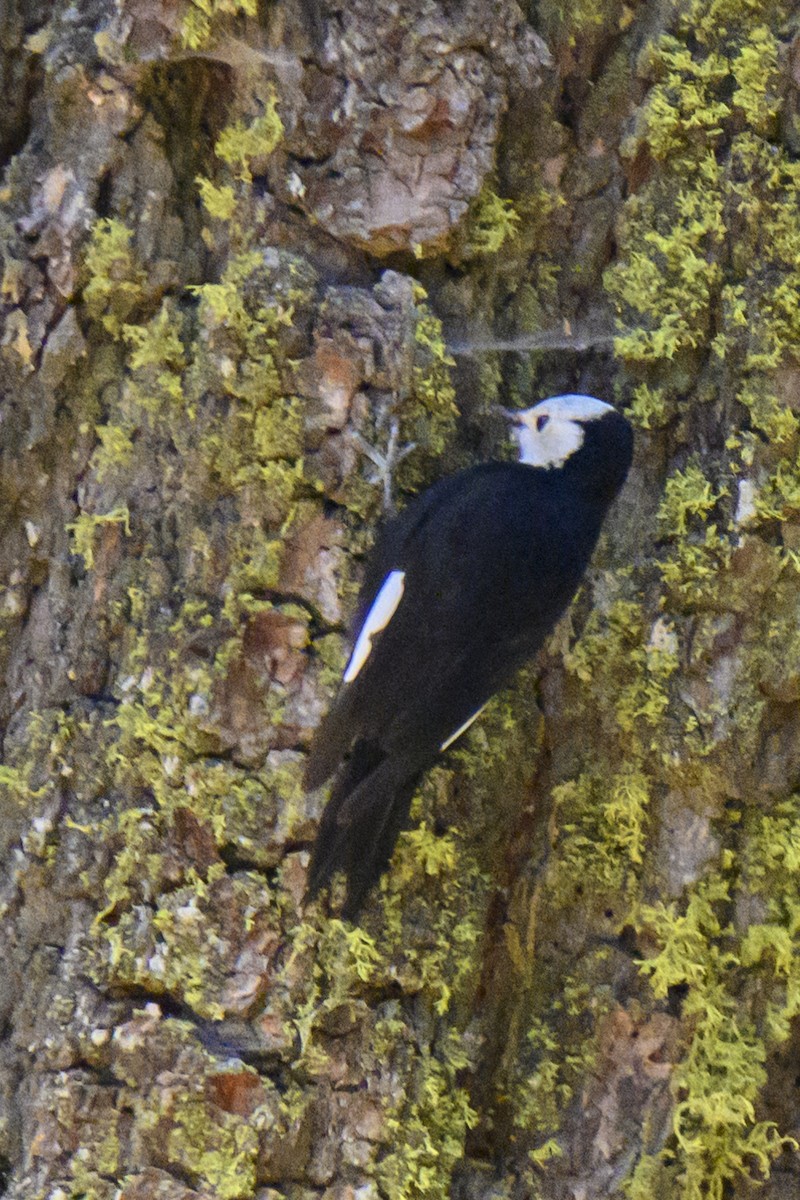 White-headed Woodpecker - ML619540896