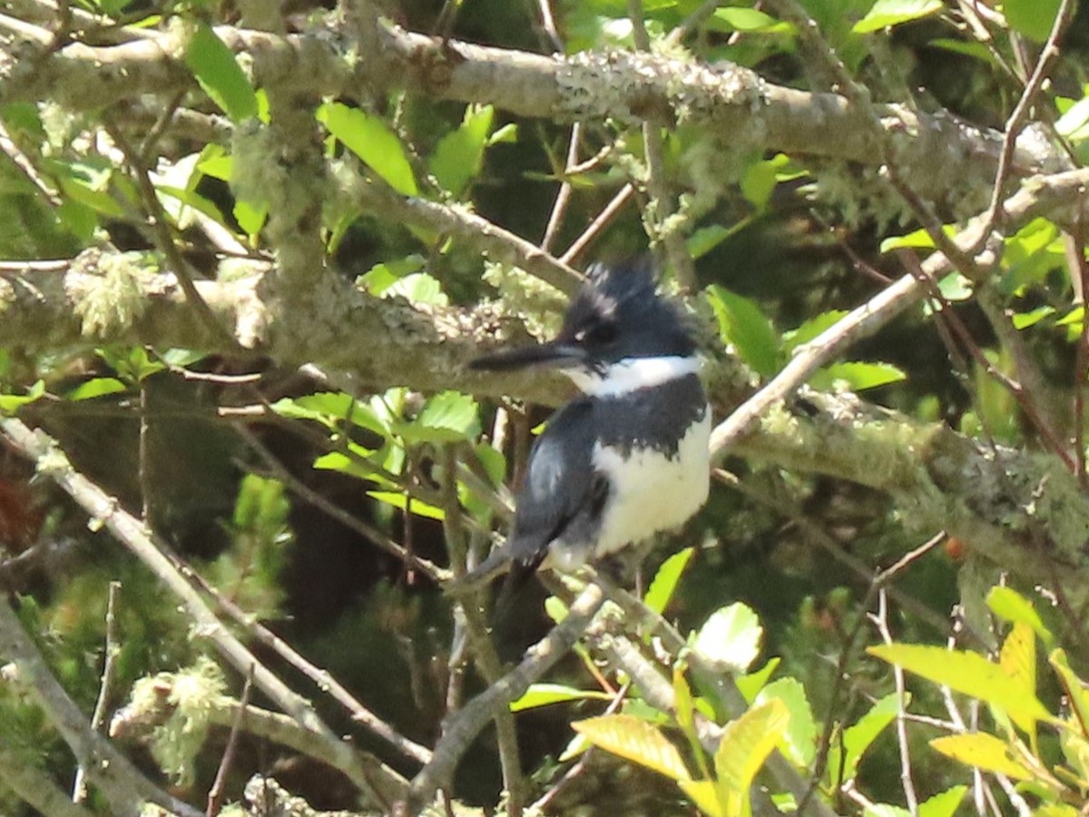 Belted Kingfisher - ML619540902
