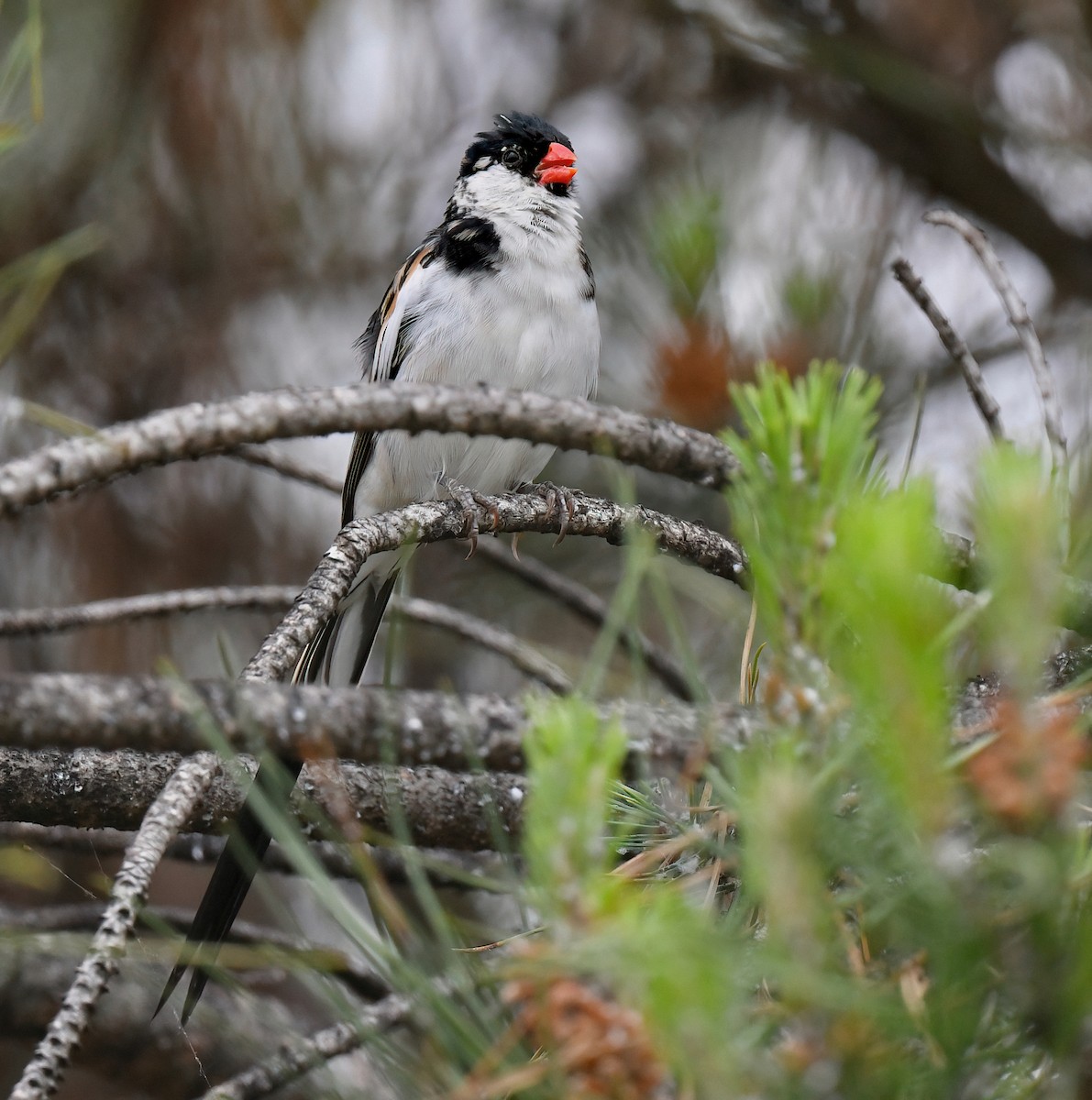 Pin-tailed Whydah - ML619540907