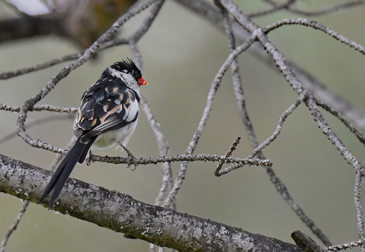 Pin-tailed Whydah - ML619540908
