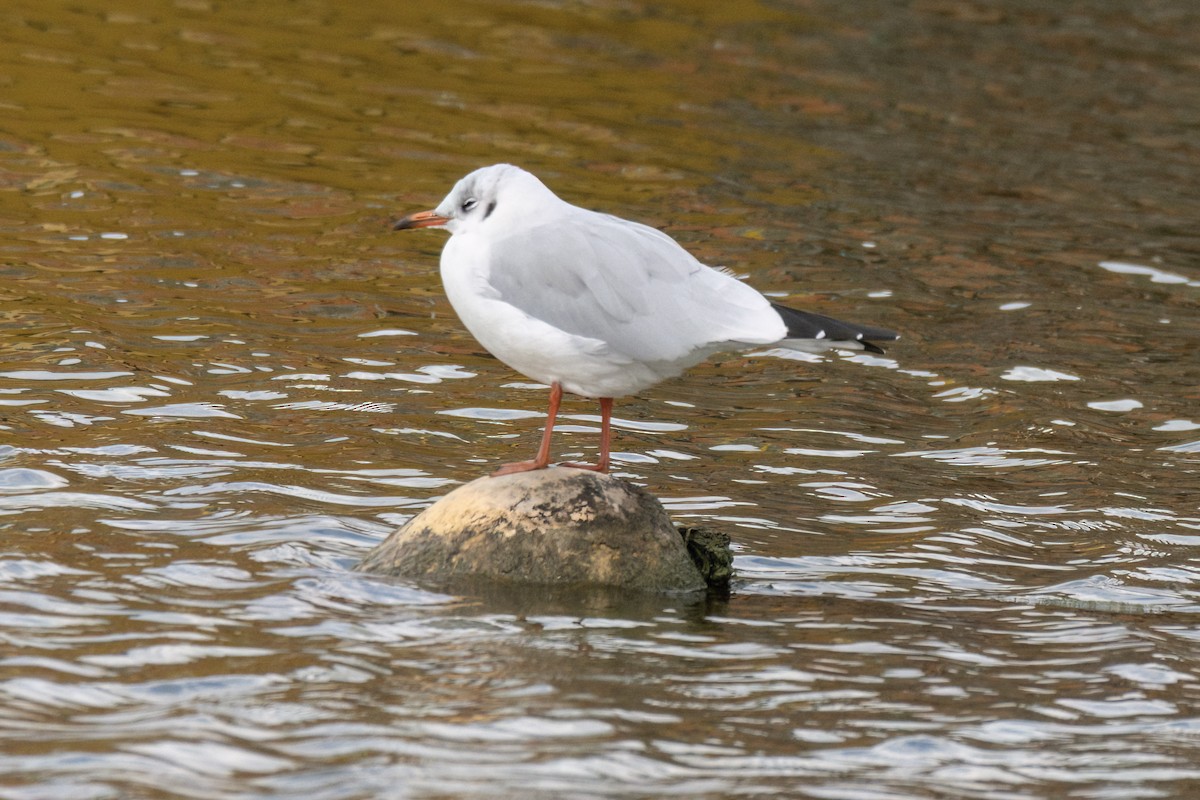 Mouette rieuse - ML619540928