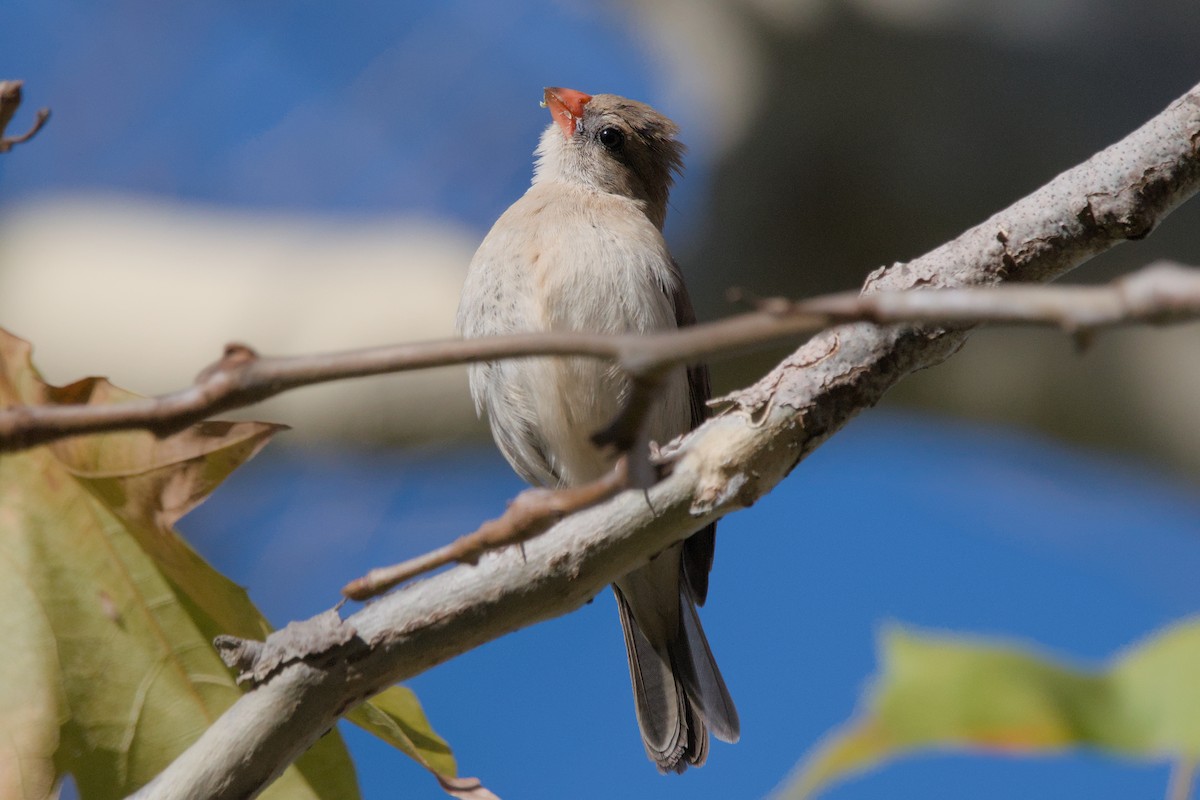 Pin-tailed Whydah - ML619540931