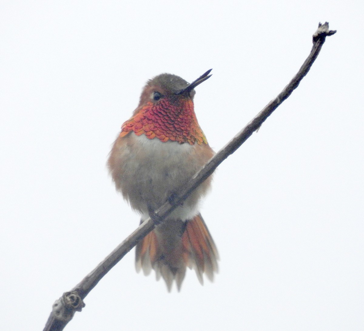 Rufous Hummingbird - ML619540936
