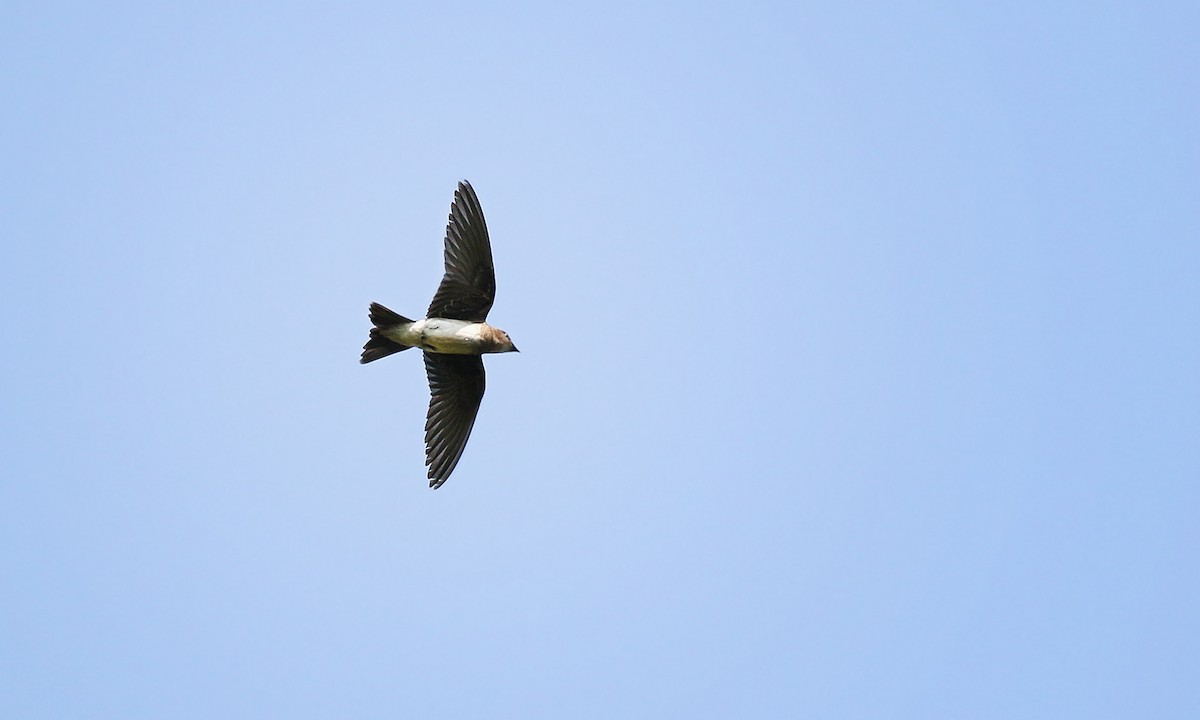 Northern Rough-winged Swallow - ML619540970